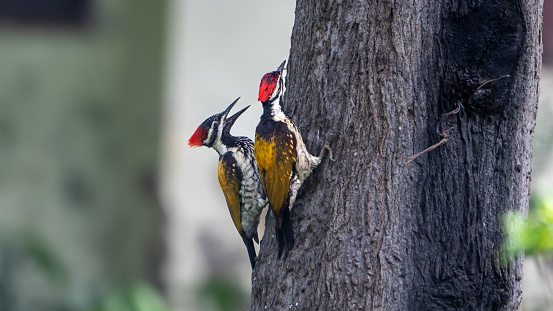 Pileated Woodpecker, Burnaby Lake Park, Burnaby, BC