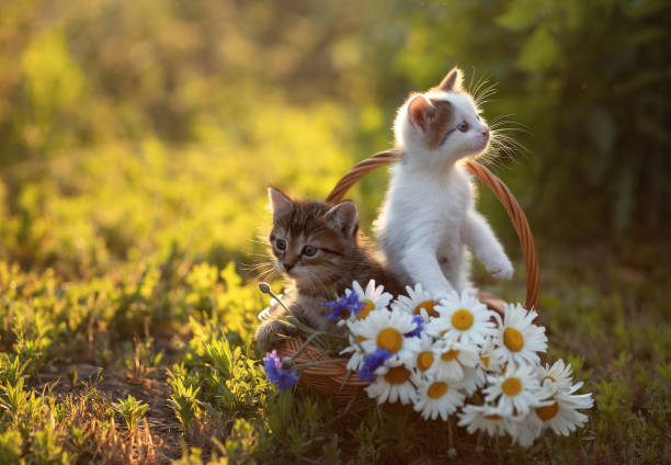 Cute Basket of Daisy and Cornflowers Cute Basket of Daisy and Cornflowers