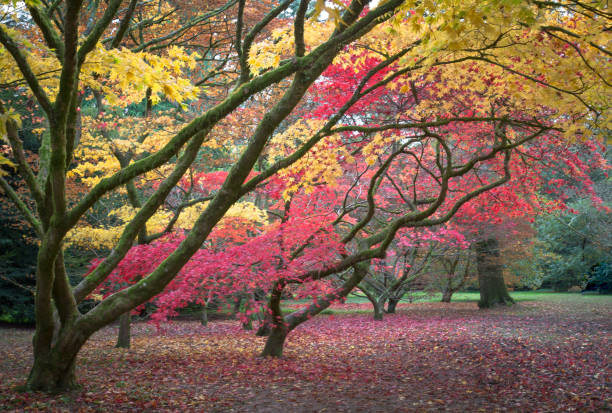istock A Row Of Autumn Trees At Arbotetum 1500607313