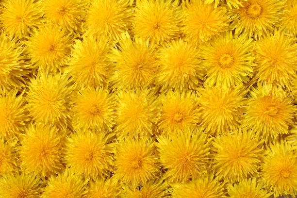 Yellow dandelion growing on a red brick wall.