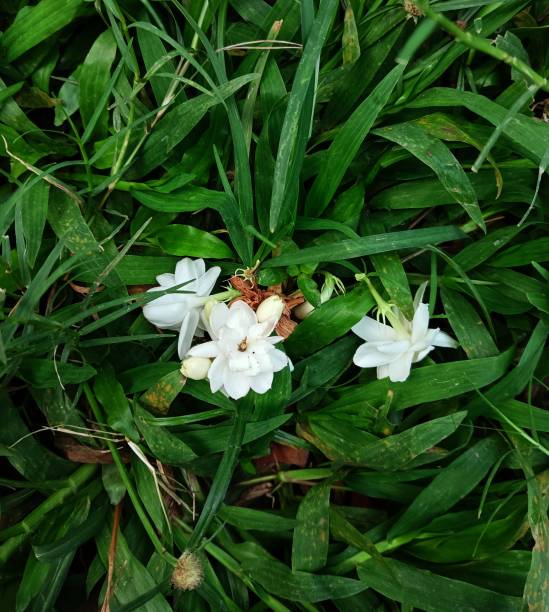 istock A group of white flowers in the grass. 1500615932