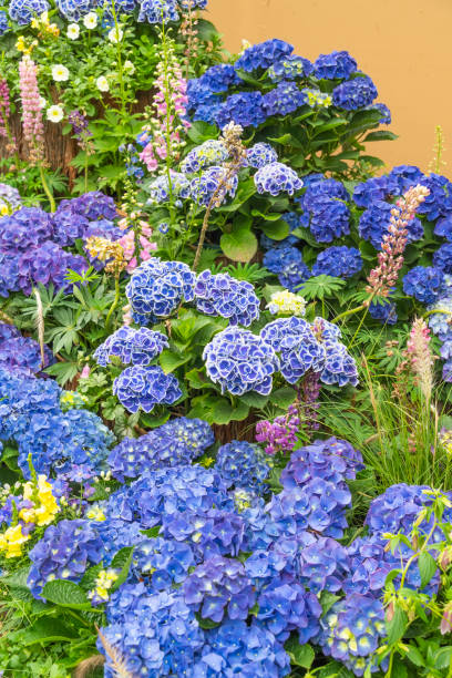 istock Blooming vibrant purple Hydrangea flowers in pot 1500616058