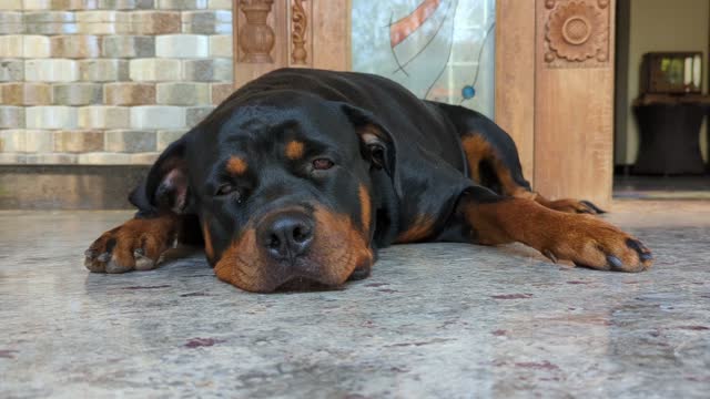 an adult black rottweiler pet dog lying down queitly on the verandah floor, trying to take a nap