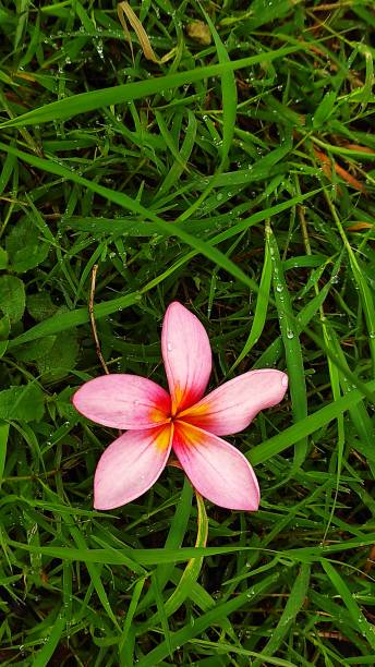 istock Pink frangipani flowers fall on green grass, nature background 1500619037
