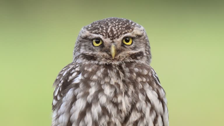 A close-up of a Little Owl ( Athene noctua )