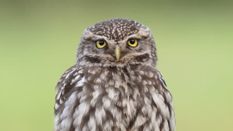 A close-up of a Little Owl ( Athene noctua )