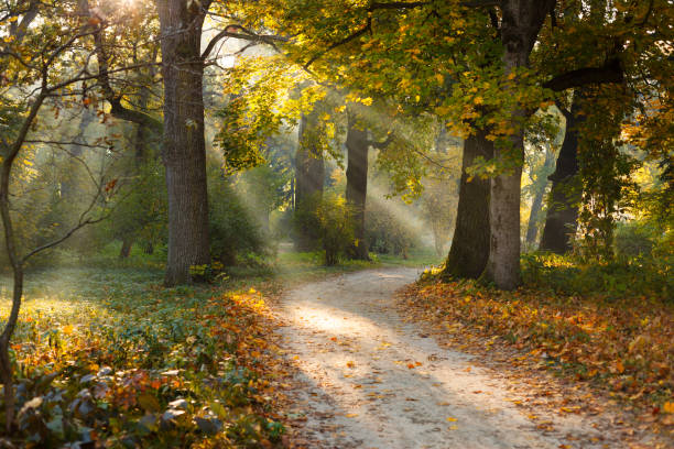 Beautiful oak trees in the sunlight forest