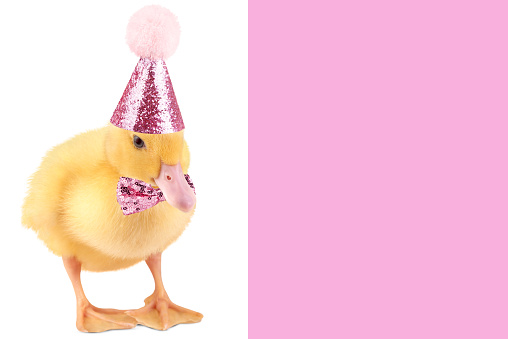 Cute duckling in birthday hat isolated on white background, copy space.