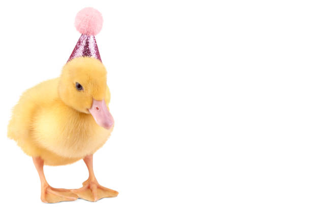 istock Cute duckling in birthday hat isolated on white background. 1500621695