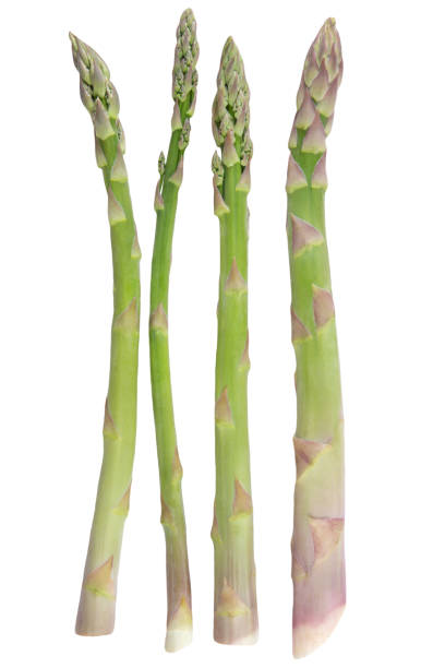 istock A set of asparagus isolated on a white background. 1500624692