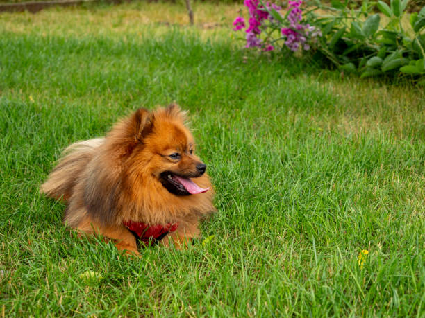 istock Spitz dog lies on the green grass. 1500626095