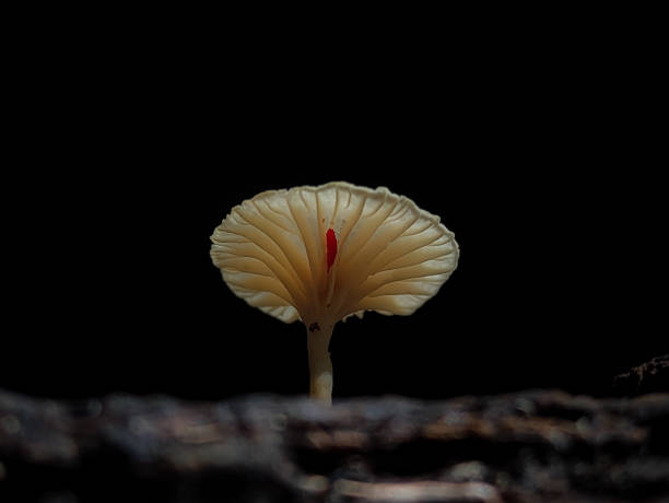 istock Mushrooms growing on tree branches in Indonesian forests. 1500626157