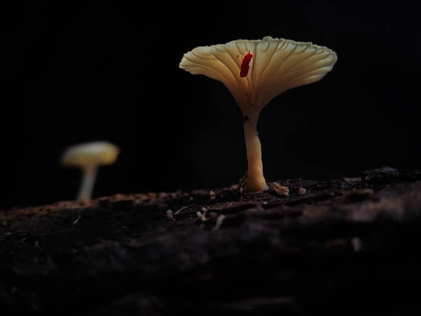 istock Mushrooms growing on tree branches in Indonesian forests. 1500626165