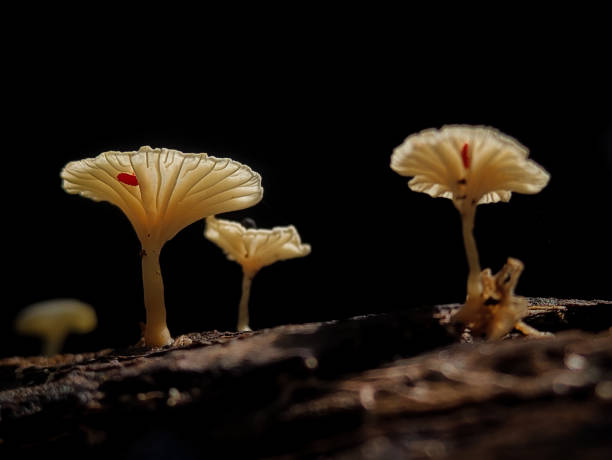 istock Mushrooms growing on tree branches in Indonesian forests. 1500626187