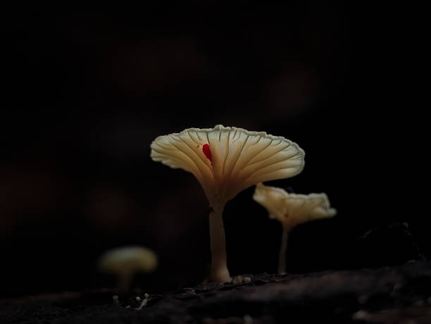 istock Mushrooms growing on tree branches in Indonesian forests. 1500626206