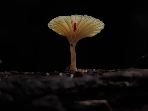 istock Mushrooms growing on tree branches in Indonesian forests. 1500626211
