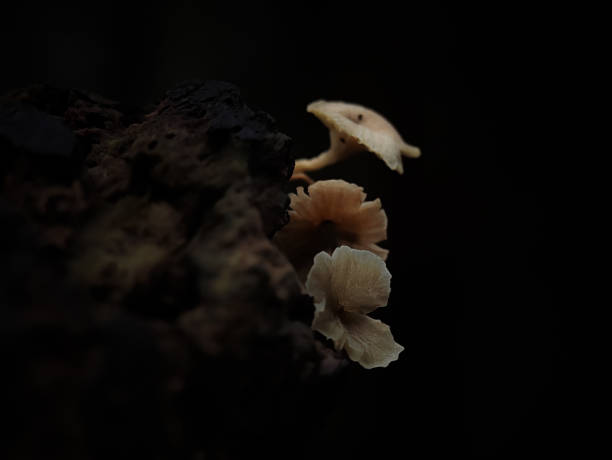 Mushrooms growing on tree branches in Indonesian forests.