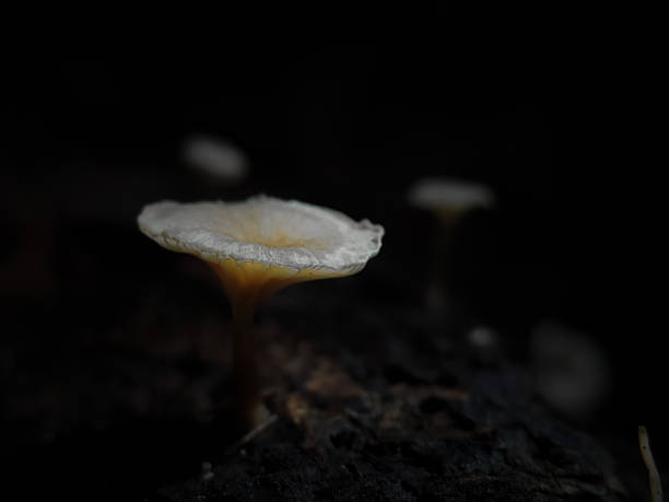 istock Mushrooms growing on tree branches in Indonesian forests. 1500626221