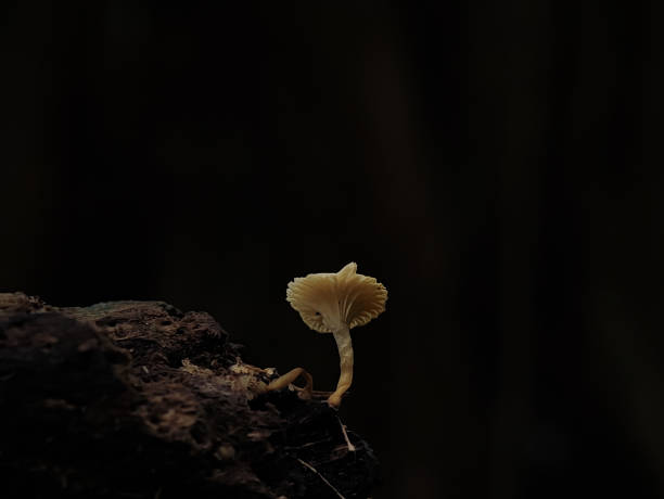 istock Mushrooms growing on tree branches in Indonesian forests. 1500626225