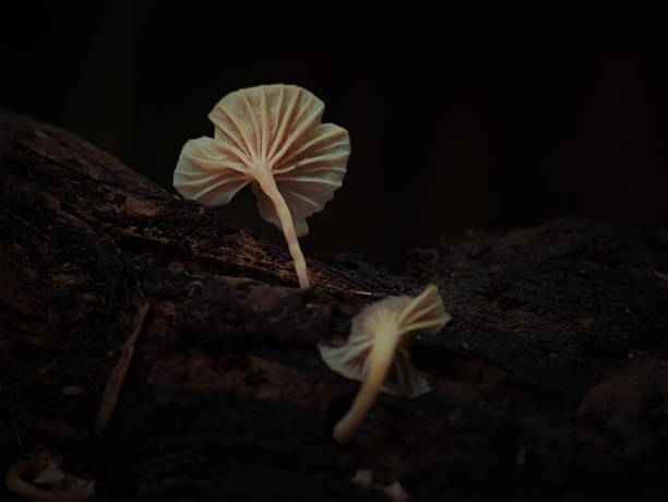 istock Mushrooms growing on tree branches in Indonesian forests. 1500626257