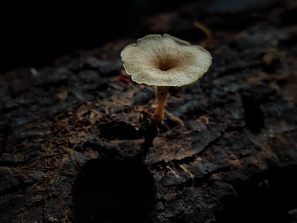istock Mushrooms growing on tree branches in Indonesian forests. 1500626265