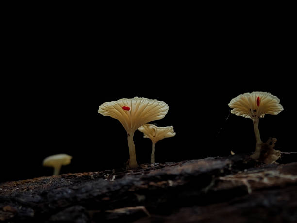 istock Mushrooms growing on tree branches in Indonesian forests. 1500626303