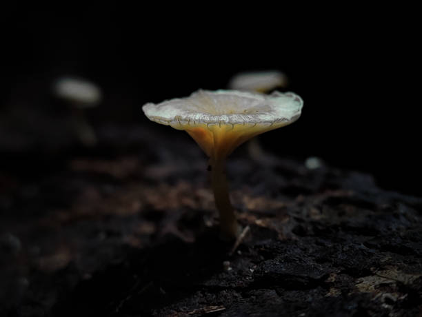 istock Mushrooms growing on tree branches in Indonesian forests. 1500626311