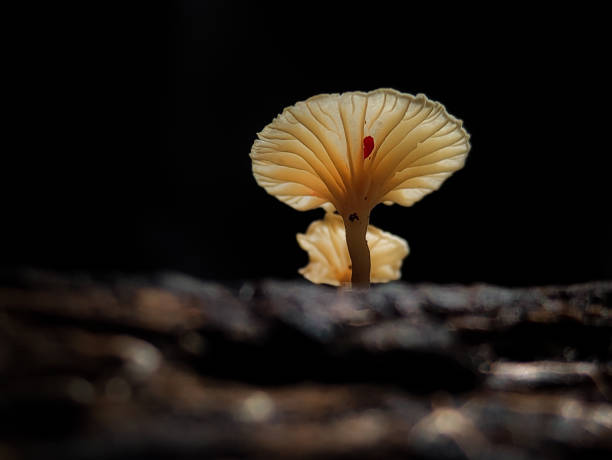 istock Mushrooms growing on tree branches in Indonesian forests. 1500626355