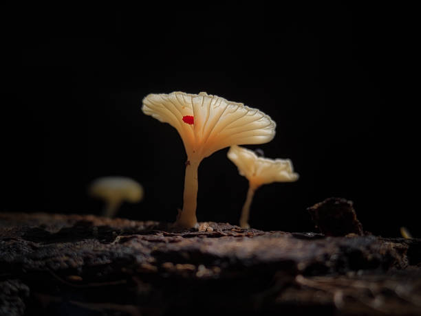 istock Mushrooms growing on tree branches in Indonesian forests. 1500626370