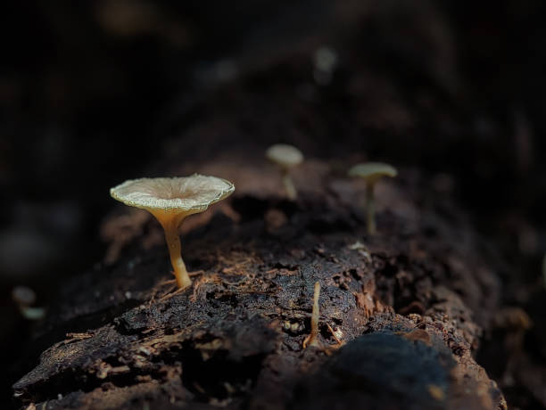 istock Mushrooms growing on tree branches in Indonesian forests. 1500626402