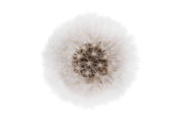 Fluffy dandelion isolated on white background.