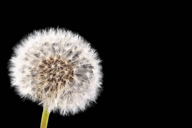 Fluffy dandelion isolated on black background, copy space.