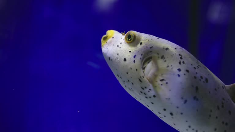 A puffer fish swims slowly to the left, with coral in the background. It turns right and then swims behind the coral.