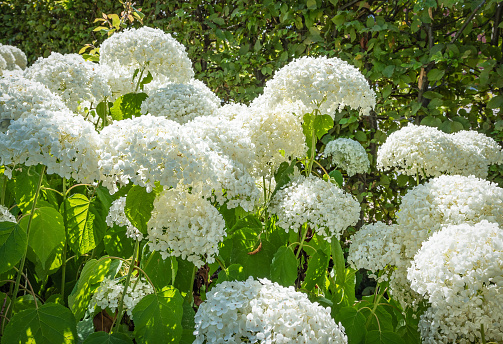 Close-up of white blooming Hydrangea flowers in the garden against green Ivy leaves background. Hydgrangea Arborescens Strong Annabelle.