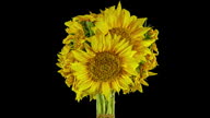 istock Yellow Sunflowers Bouquet Blooming in Time Lapse on a Black Background. Flower Concept 1500634660