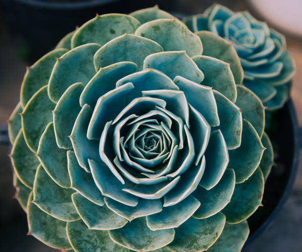 istock Succulent plants at botanic garden 1500635696