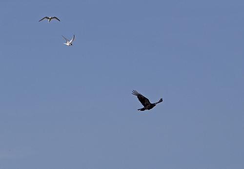 Little Tern (Sternula albifrons) two adult Little Terns mobbing Carion Crow (Corvus conone)  over nesting colony

Eccles-on-sea, Norfolk, UK.            July