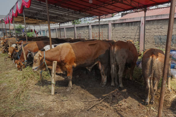 istock The cows are on display for sale. Cows for sacrifice on Eid al-Adha. 1500636178