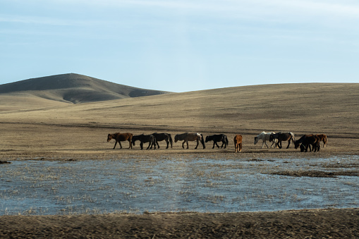 Typical mongolian landscape and steppe with horses and yurt