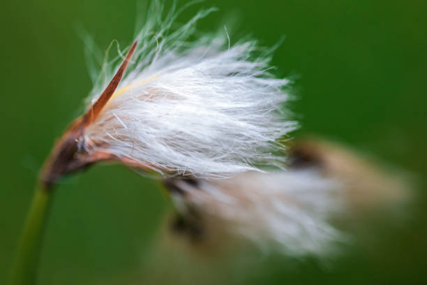 コットングラス、エリオフォラム・アングスティフォリウムの花、接写。花の背景 - cotton flower textile macro ストックフォトと画像