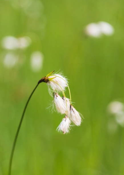 wollgras, eriophorum angustifolium blume, wächst auf feuchtgebietswiese - cotton flower textile macro stock-fotos und bilder