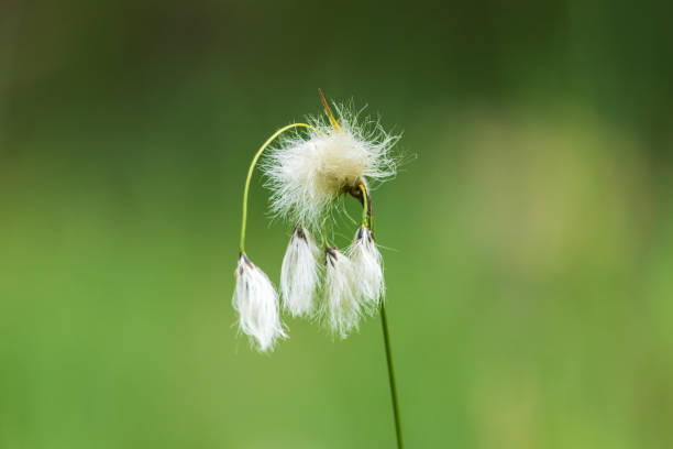 wollgras, eriophorum angustifolium blume, wächst auf feuchtgebietswiese - cotton flower textile macro stock-fotos und bilder