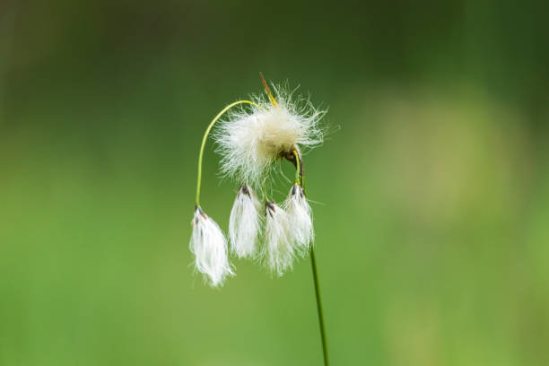 cottongrass, eriophorum angustifolium flower growing on wetland meadow - cotton flower textile macro imagens e fotografias de stock