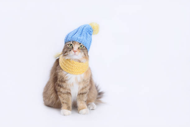 istock Kitten dressed in a knitted outfit 1500640369