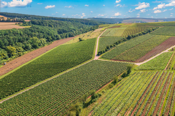 istock Viticulture in Rhineland-Palatinate/Germany 1500642083