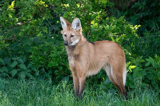 Urban red foxes (Vulpes vulpes) can be brown and scraggy-looking. This one, a relative youngster, is standing in a garden in Greater London, England, and it has the reddish fur characteristics of the wild variety. He registers just a little unease on noticing the photographer.