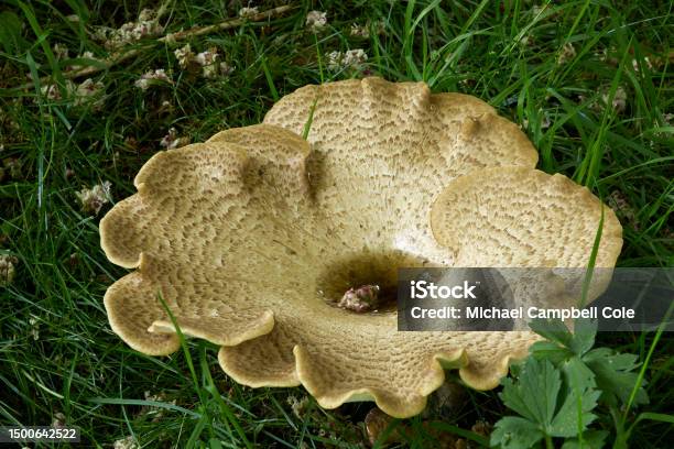 Toadstool Big Giant Toadstool Stock Photo - Download Image Now - Botany, Close-up ...