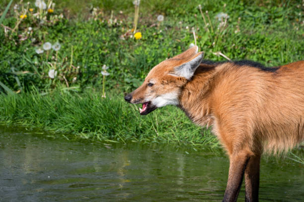 loup à crinière - loup à crinière photos et images de collection