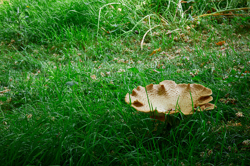 Toadstool Big Giant Toadstool Stock Photo - Download Image Now - Botany, Close-up ...