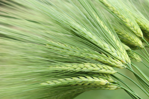 Close up and background of green ears of cereal. Closeup of ear of wheat. Unripe cereal plants as fresh green background. Macro close up of young ears of young green wheat. Agriculture scene